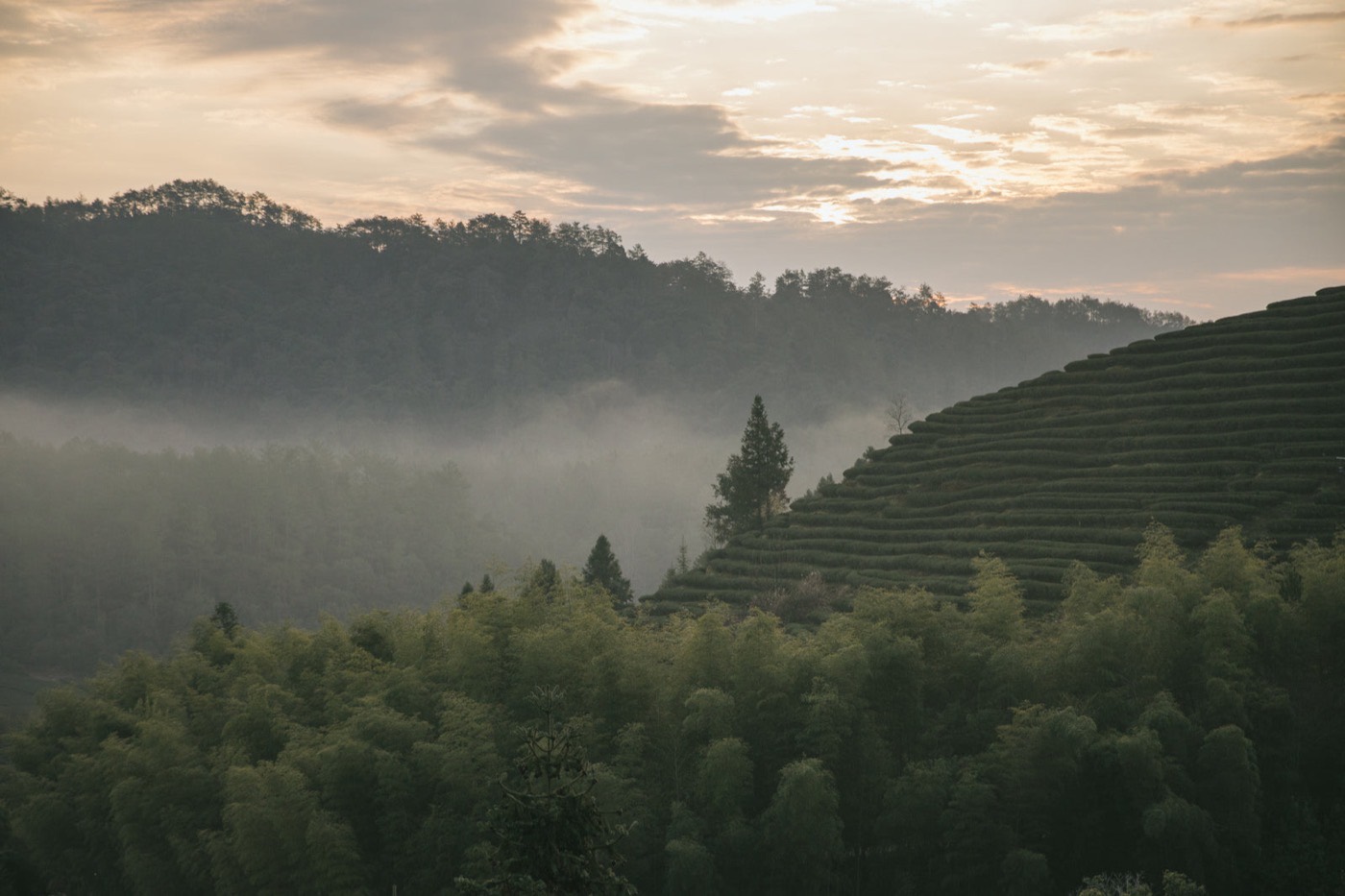 Tea origin